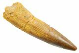 Fossil Spinosaurus Tooth - Real Dinosaur Tooth #364201-1